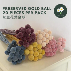 Preserved Gold Ball 20 Pieces Per Pack Dried Flower Creative Decoration Ins Photo Props Flower 永生花黄金球