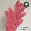 Sakura Pink 樱花粉