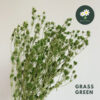 Grass Green