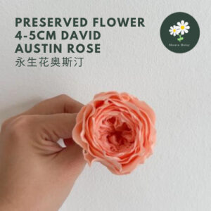 Grade A Per Pcs Preserved Flower 4-5cm David Austin Rose Single Color Rose 永生花 4-5cm奥斯汀花单色