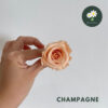 Champagne