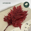 Autumn Red