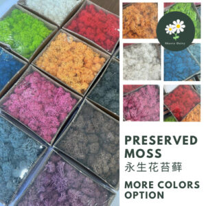 Preserved moss 10g & 20g 永生花苔藓 Lumut Hiasan Semulajadi