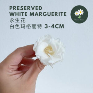 Grade A Preserved Flower White Marguerite 3-4cm 1 PCS A级永生花玛格丽特
