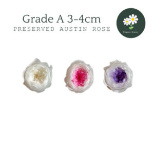 Grade A Preserved Flower 3-4cm David Austin Rose Single And Two-color Gradient Rose 永生花 3-4cm奥斯汀花单色和双色渐变玫瑰
