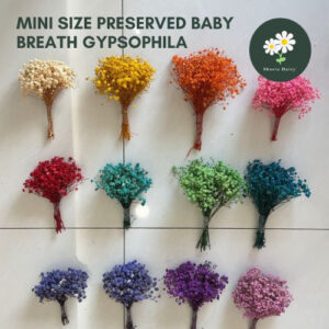 Mini Size Preserved Baby Breath Gypsophila Dried Dry Bouquet Flower Bunga Hiasan Rumah 迷你满天星永生花 (No Wrapping Paper)