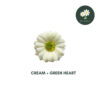 Cream+Green