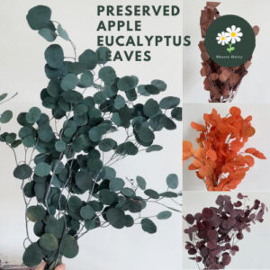 Preserved Apple Eucalyptus Leaves Home Decoration Flowers Bouquet Leaves 永生苹果桉圆叶尤加利叶家居装饰花材花束叶材