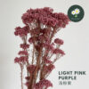 Light Pink Purple浅粉紫