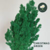 Christmas Green