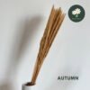 Autumn - 15pcs