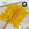Yellow 黄色