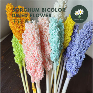 Dried Sorghum bicolor Flowers Home Decoration Plants Coffee Shop B&B Decorations 高梁干花永久花长生花束家居装饰