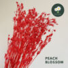 Peach Blossom