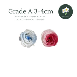 1PCS Grade A Preserved Flower Rose 3-4cm Mix/Gradient Color A级1朵永生玫瑰花头3-4cm混色渐变色