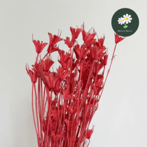 Preserved Dried Nigella Orientalis Bouquet Flowers Deco 永生花八角花