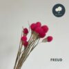 Freud