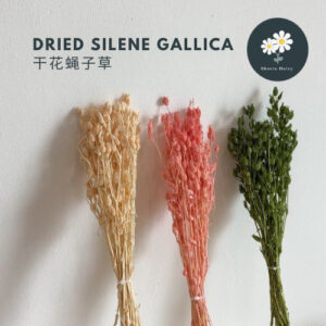 Dried Silene Gallica Flower 干花蝇子草 点缀花材