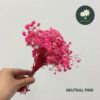 Neutral Pink