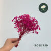 Rose Red