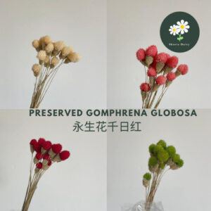 Preserved Gomphrena Globosa Dried Flower Bunga Butang Kering Sejambak Hiasan Rumah Home Deco 永生花千日红
