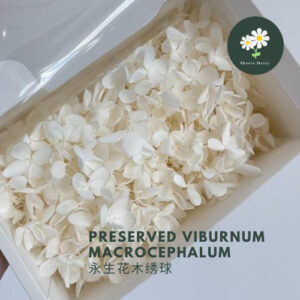 4g A级木绣球花 永生绣球 DIY 花材 Preserved Flower Viburnum Macrocephalum
