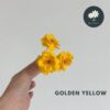 Golden Yellow