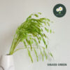 Grass Green