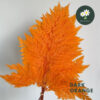 Dark Orange