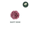 Dusty Rose