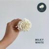 Milky White