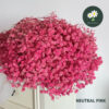 Neutral Pink 中粉