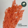 Dark Champagne