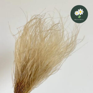 Preserved Feather Grass 永生花羽毛草 飘逸花材