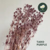 Taro Purple