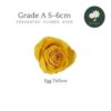 Egg Yellow
