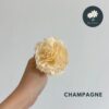 Champagne