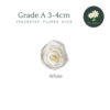 White 白色