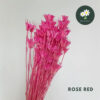 Rose Red