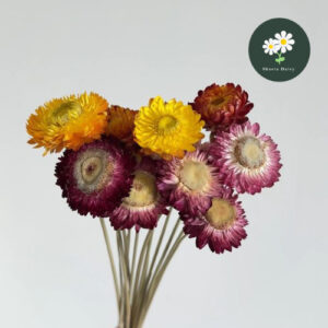 Straw Daisy Pineapple Daisy Forest Dried Flowers Real Flowers Daisy Flower Arrangement Home Decoration麦杆菊菠萝菊森系干花