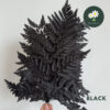 Black 黑色