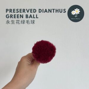 Preserved Dianthus green ball 永生花绿毛球
