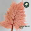 Champagne Pink