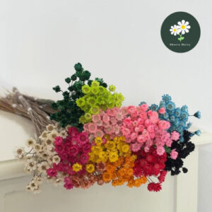 Dried Brazilian Daisy Flower Preserved 干花巴西小星花 (Est 40-50pcs)