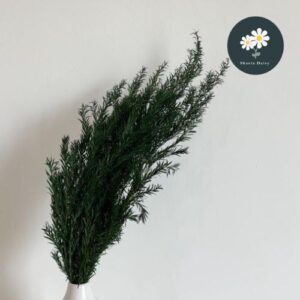 Preserved Bracteata Teatree / Melaleuca bracteata F. Muell 永生花千层金