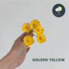Golden Yellow
