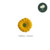 Yellow+Green