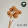 Champagne