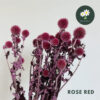 Rose Red