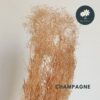 Champagne 40g